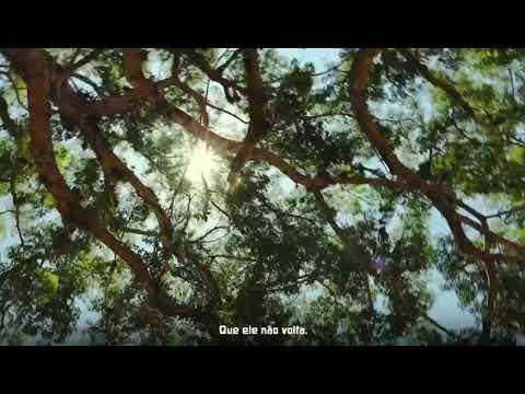 Imagem de Escola Ensino Fund Waldorf Querencia Vídeo 1