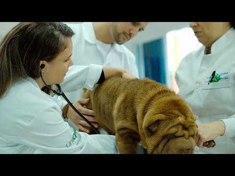 Imagem de Ciências Contábeis Vídeo 1